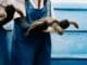 Two marine conservationists gently hold sea turtles as part of a rehabilitation project.