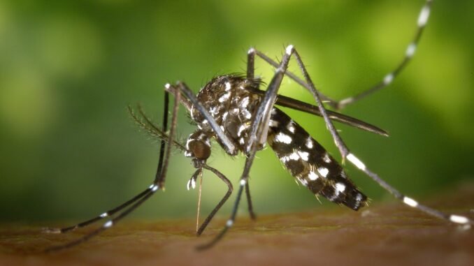 Detailed macro capture of Aedes albopictus mosquito on human skin.