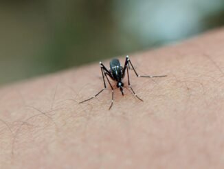 dengue