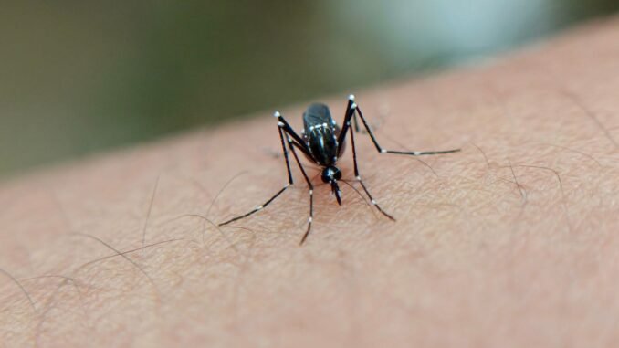 dengue